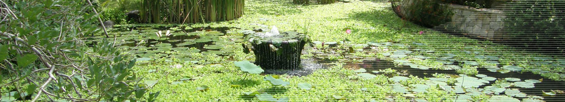 Teich mit Seerosen und kleinem Brunnen